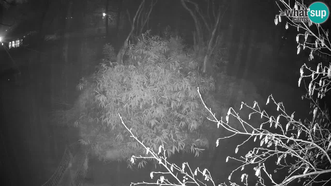 Zlatolični gibon živalski vrt Ljubljana