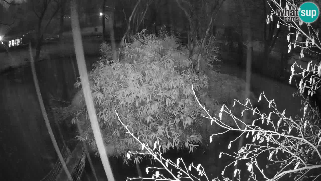 Zlatolični gibon živalski vrt Ljubljana