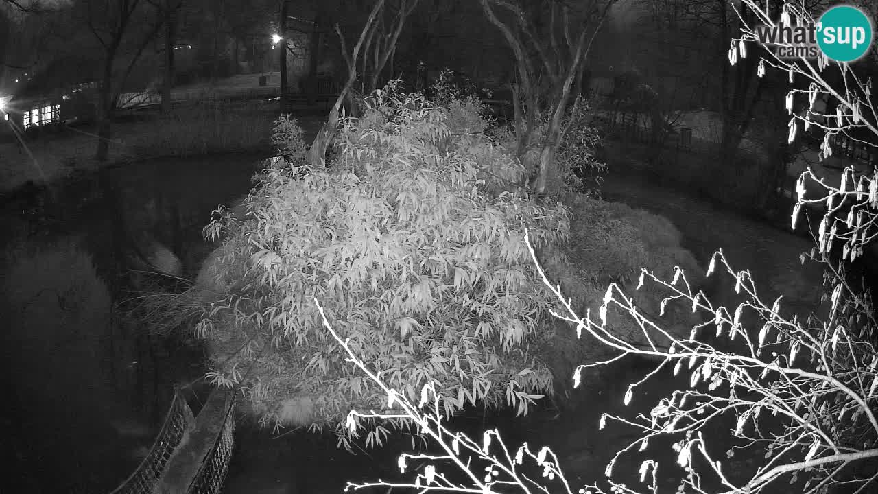 Zlatolični gibon živalski vrt Ljubljana