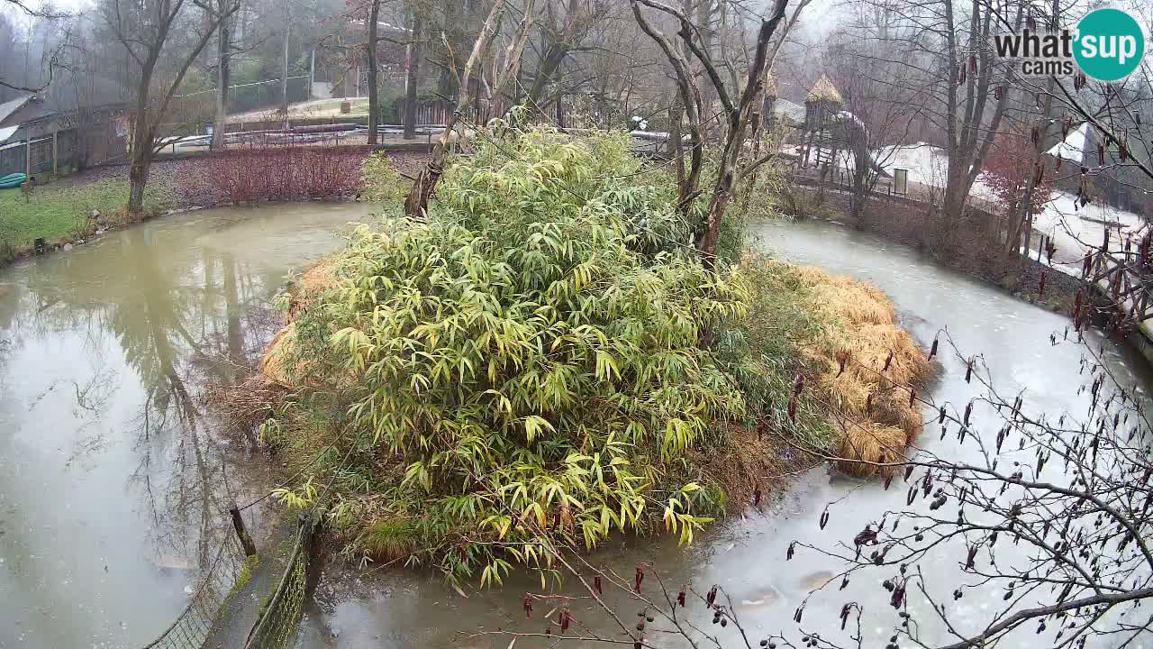 Gibbone dalle guance rosa nello ZOO di Ljubljana