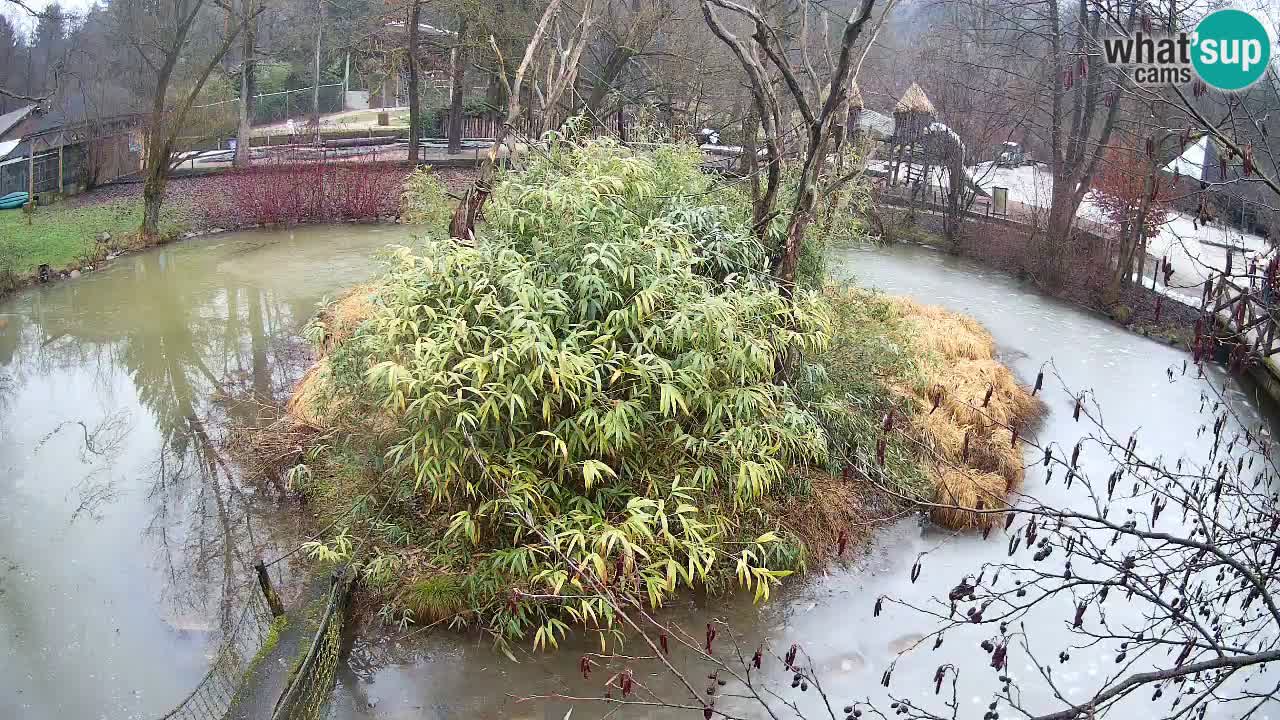 Gibbone dalle guance rosa nello ZOO di Ljubljana