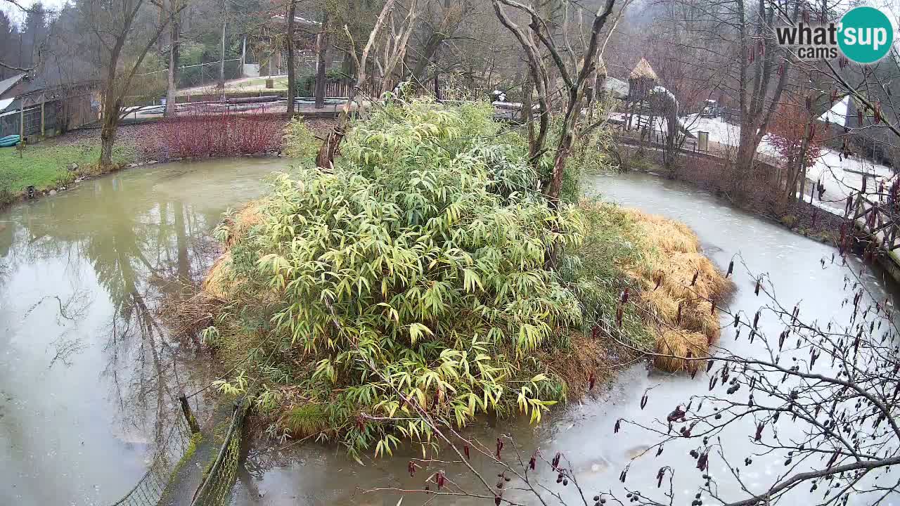 Gibbone dalle guance rosa nello ZOO di Ljubljana