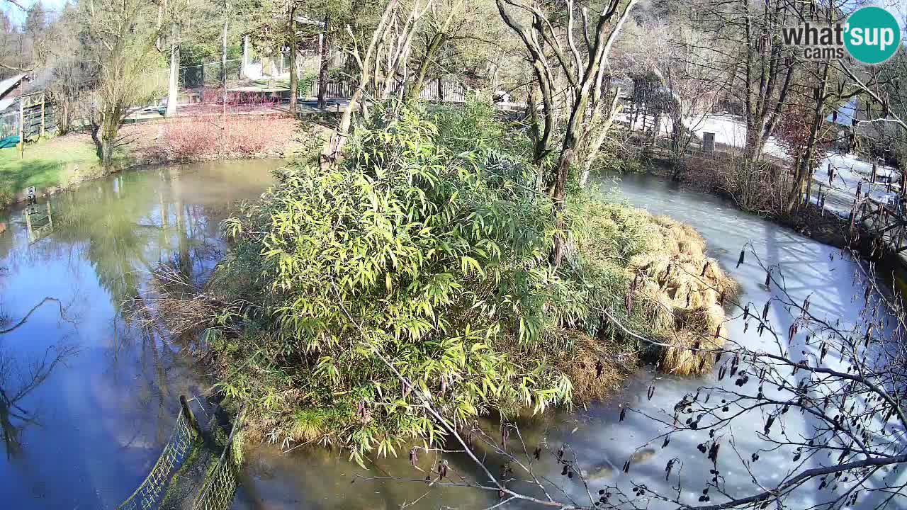 Gibbone dalle guance rosa nello ZOO di Ljubljana