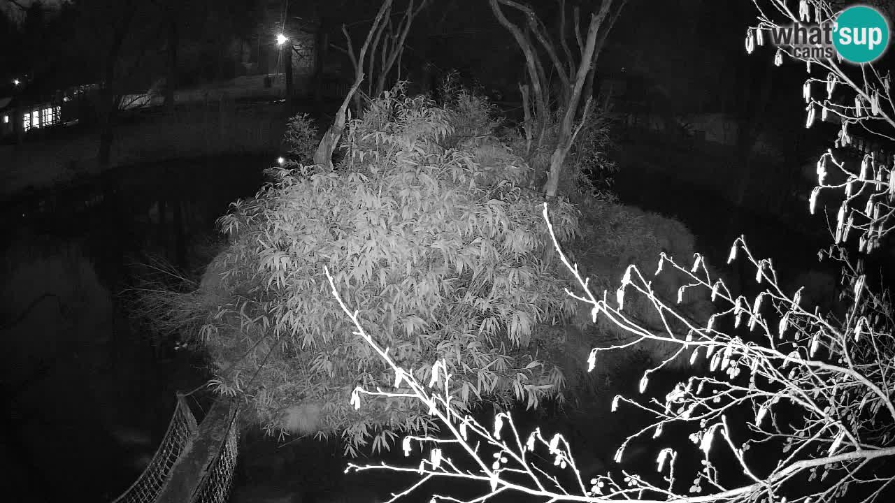 Yellow-cheeked gibbon Zoo Ljubljana livecam