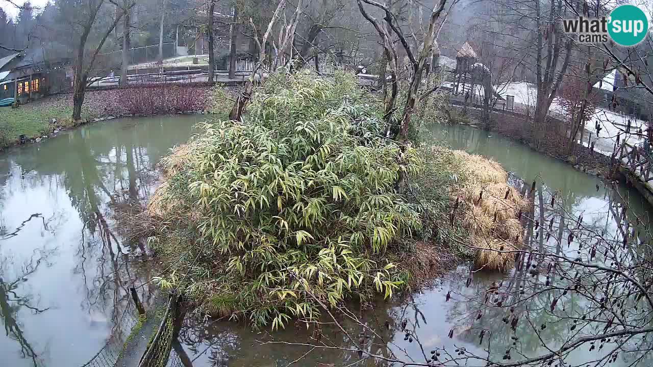 Yellow-cheeked gibbon Zoo Ljubljana livecam