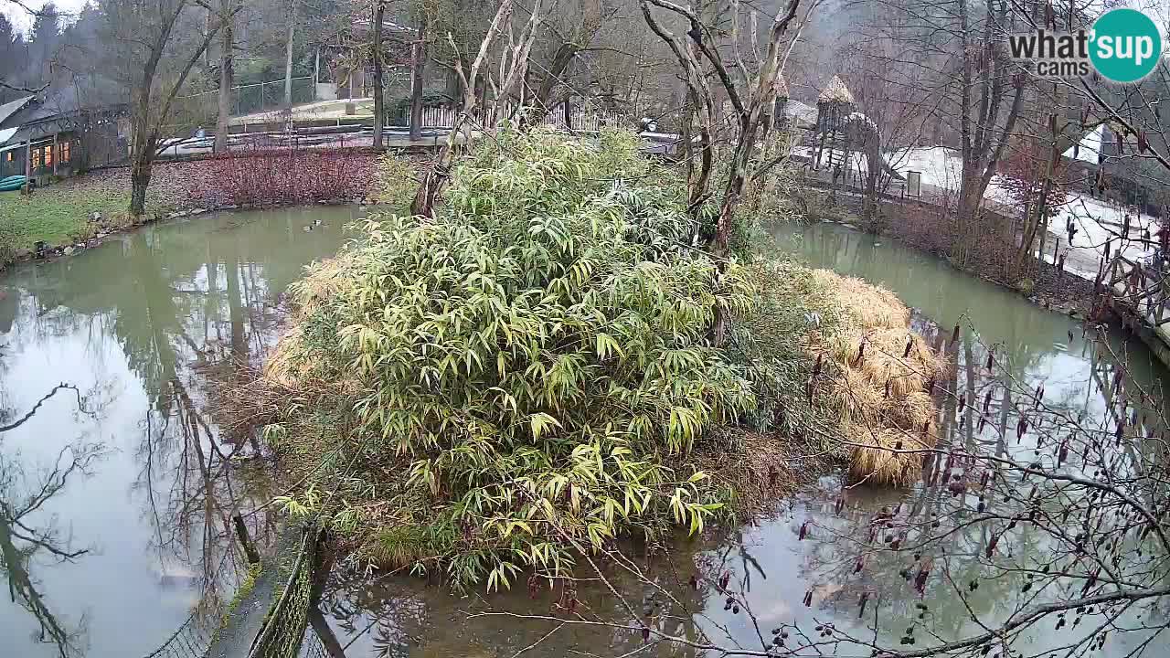 Yellow-cheeked gibbon Zoo Ljubljana livecam
