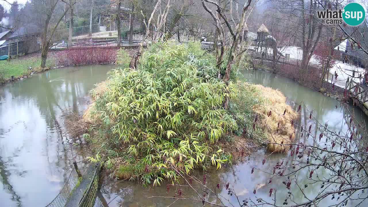 Yellow-cheeked gibbon Zoo Ljubljana livecam