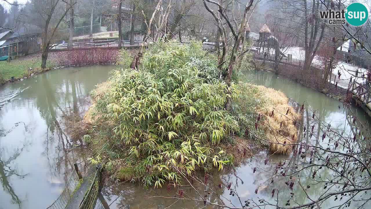 Zlatolični gibon živalski vrt Ljubljana