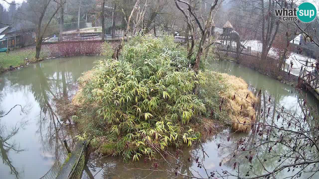 Yellow-cheeked gibbon Zoo Ljubljana livecam