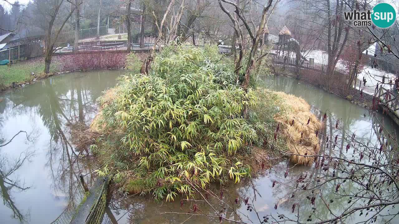 Yellow-cheeked gibbon Zoo Ljubljana livecam