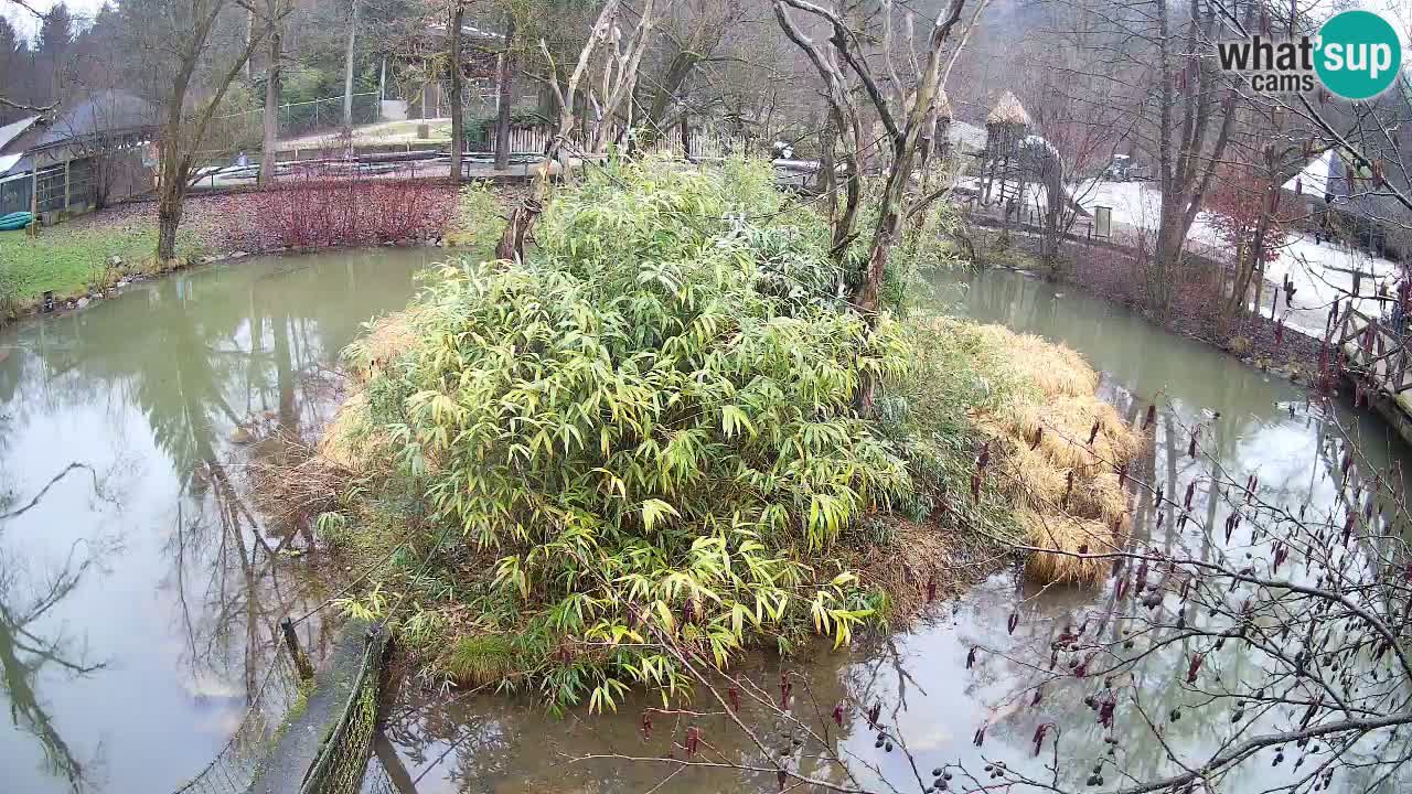 Yellow-cheeked gibbon Zoo Ljubljana livecam