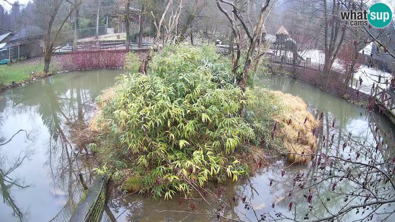 Südlicher Gelbwangen-Schopfgibbon Zoo Ljubljana webcam