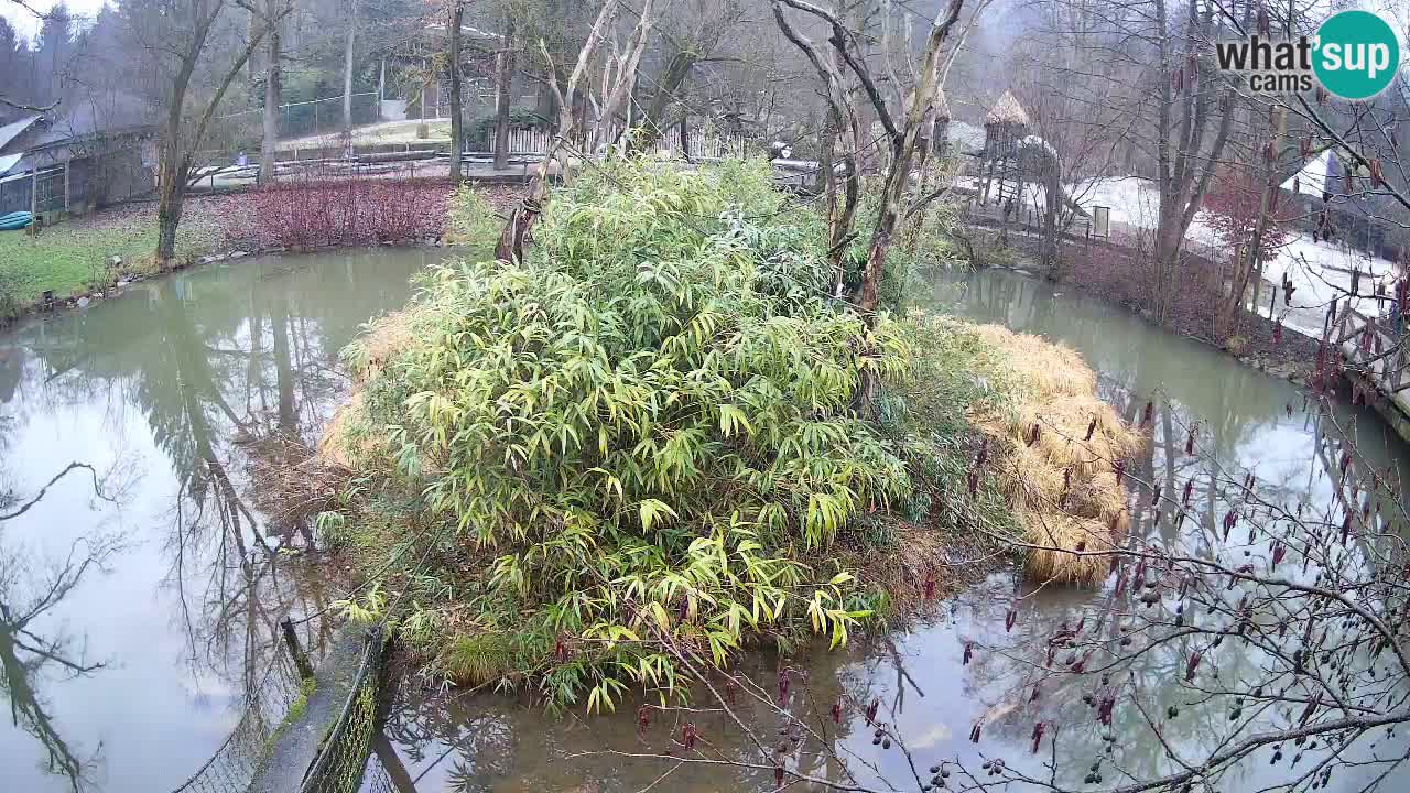 Yellow-cheeked gibbon Zoo Ljubljana livecam
