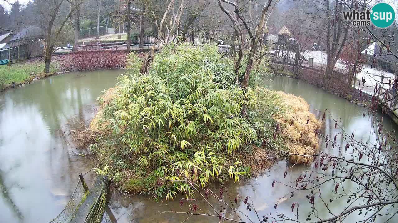 Zlatolični gibon živalski vrt Ljubljana