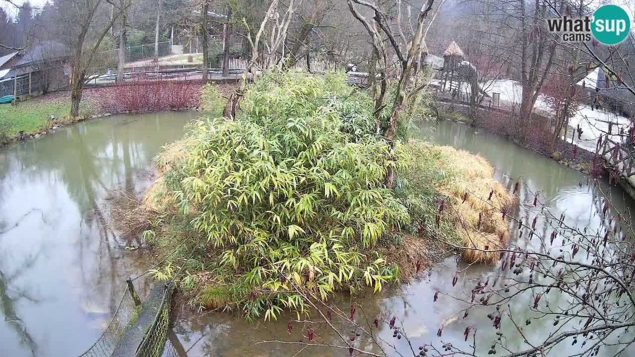 Yellow-cheeked gibbon Zoo Ljubljana livecam
