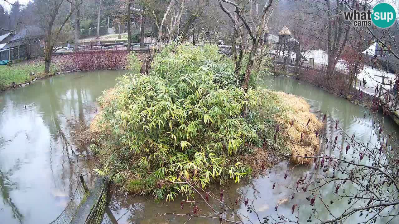 Südlicher Gelbwangen-Schopfgibbon Zoo Ljubljana webcam