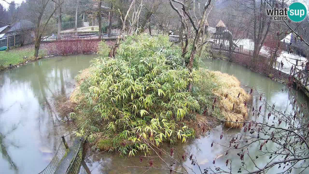 Südlicher Gelbwangen-Schopfgibbon Zoo Ljubljana webcam