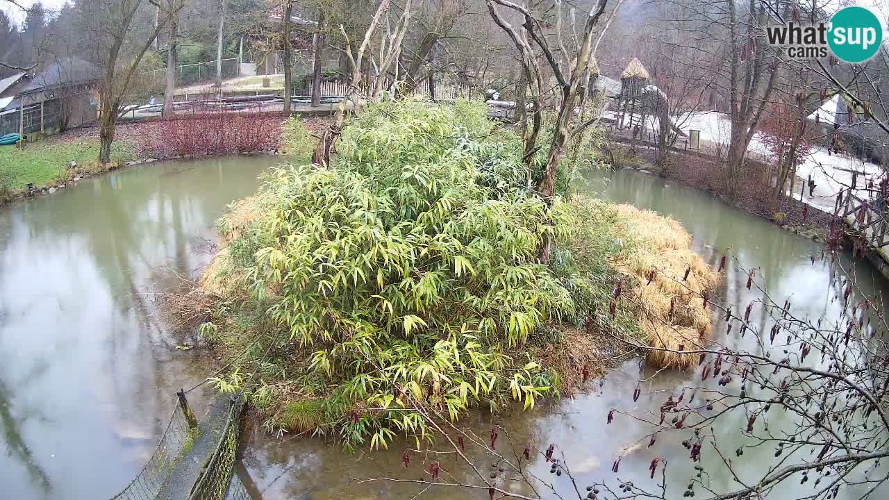 Südlicher Gelbwangen-Schopfgibbon Zoo Ljubljana webcam