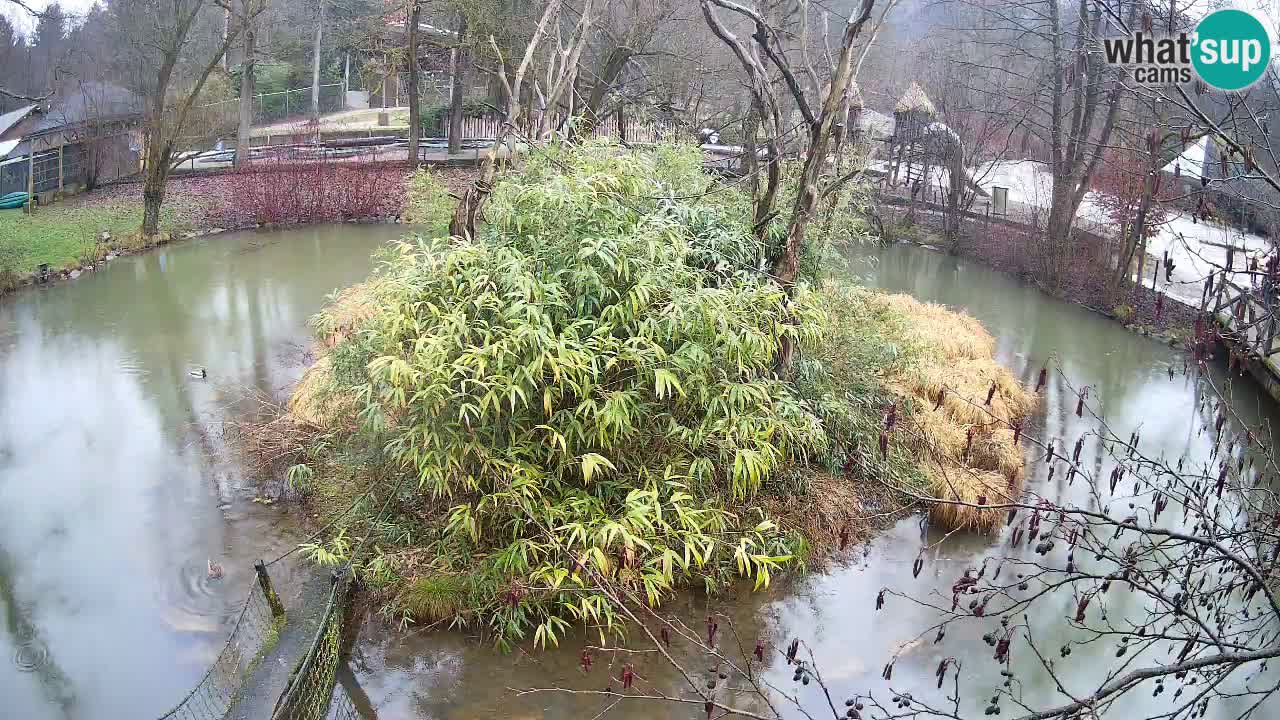 Südlicher Gelbwangen-Schopfgibbon Zoo Ljubljana webcam
