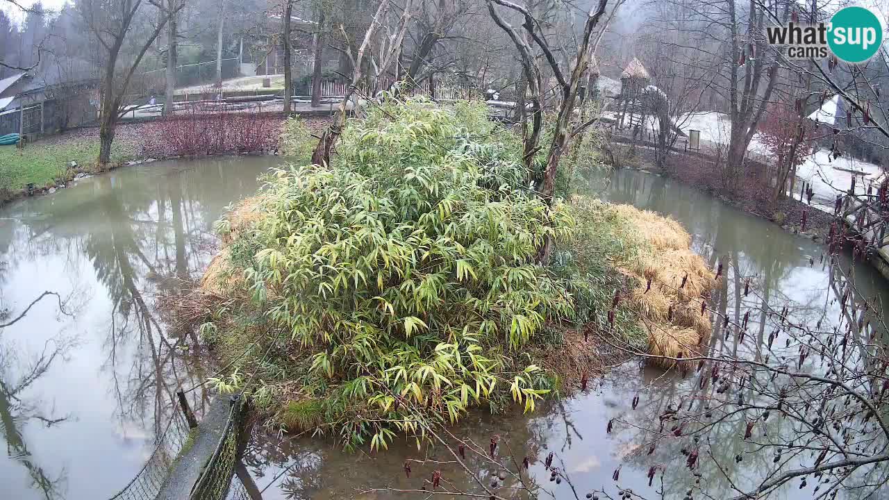 Yellow-cheeked gibbon Zoo Ljubljana livecam