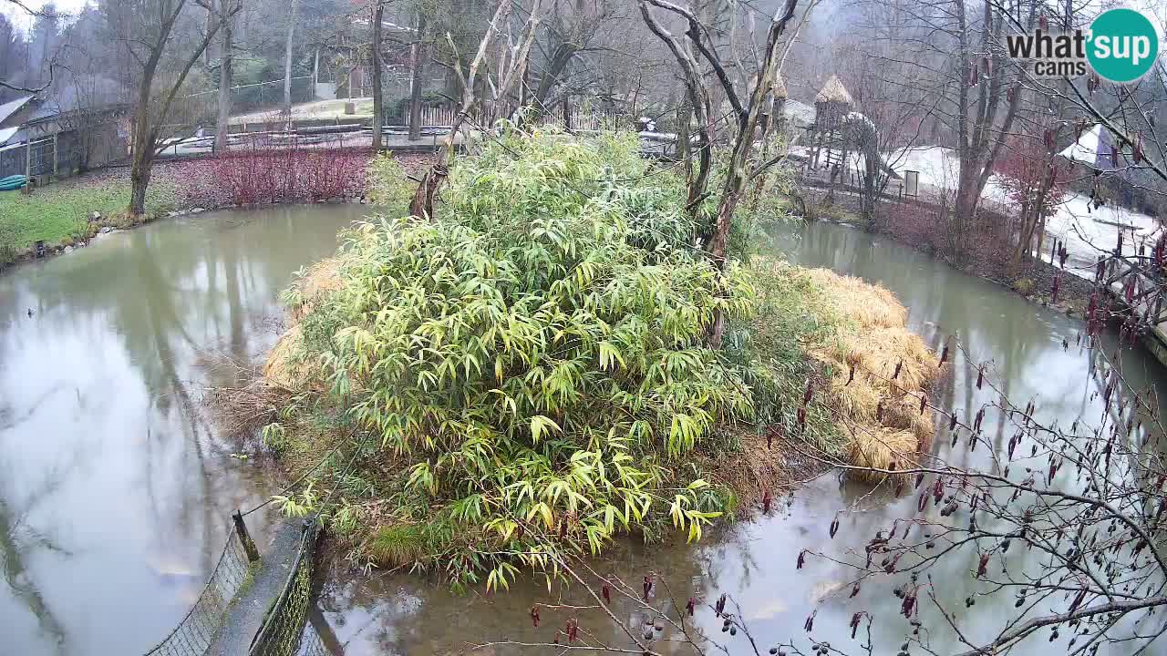 Zlatolični gibon živalski vrt Ljubljana