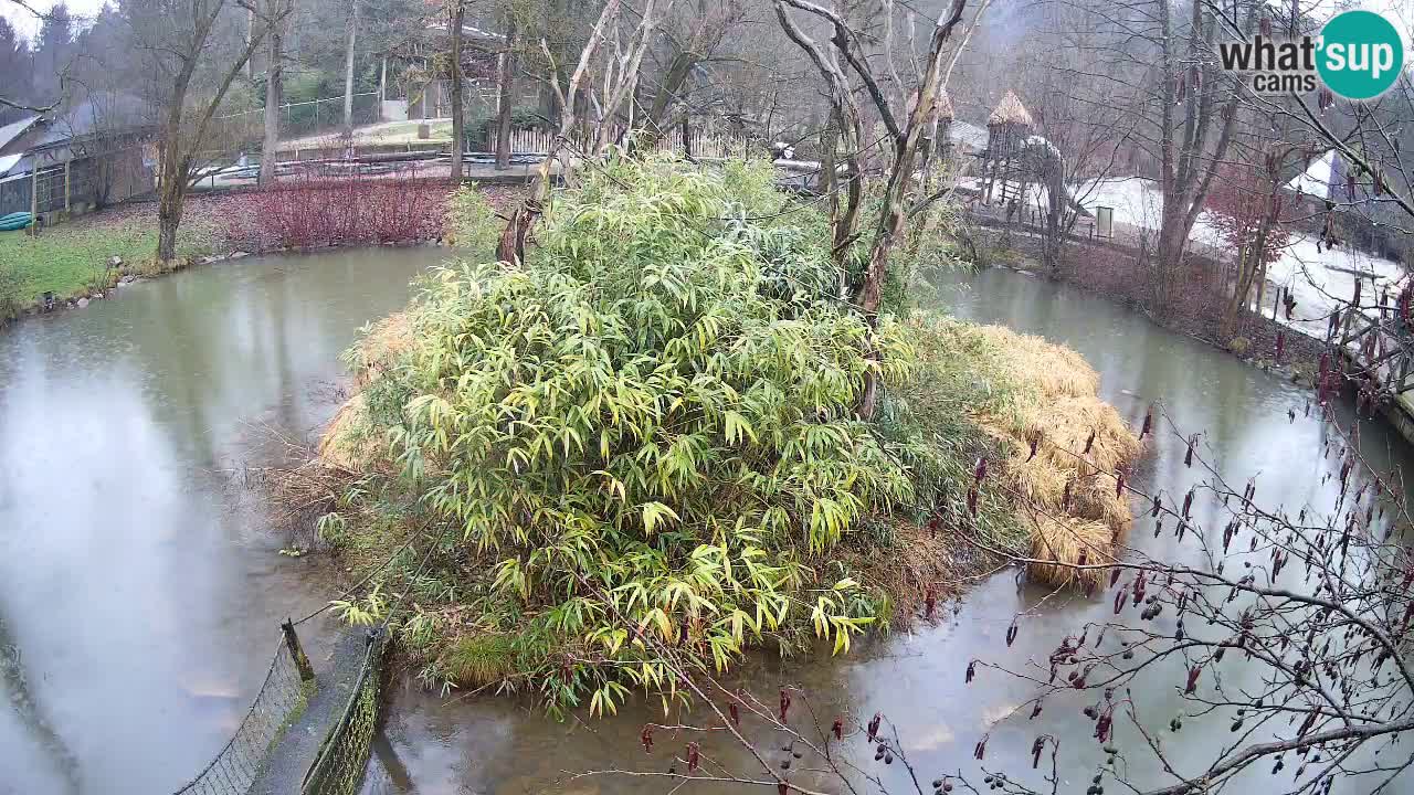 Zlatolični gibon živalski vrt Ljubljana
