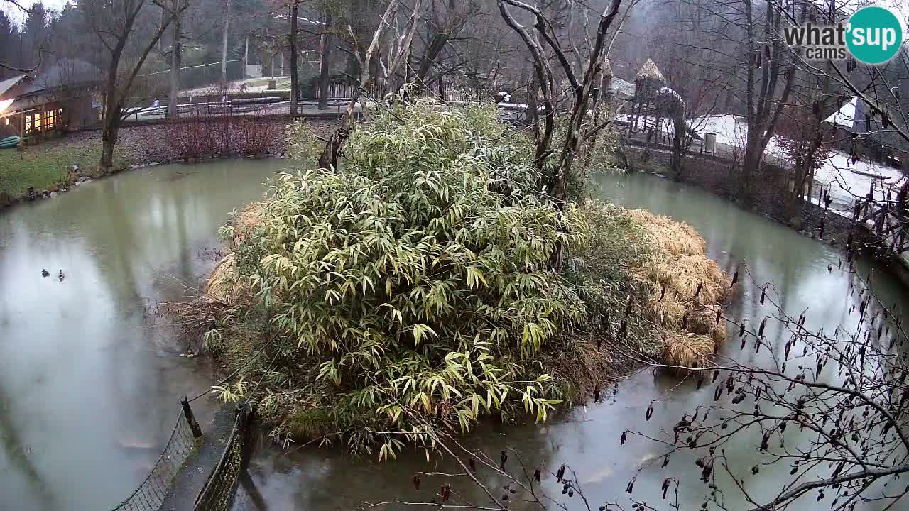 Yellow-cheeked gibbon Zoo Ljubljana livecam
