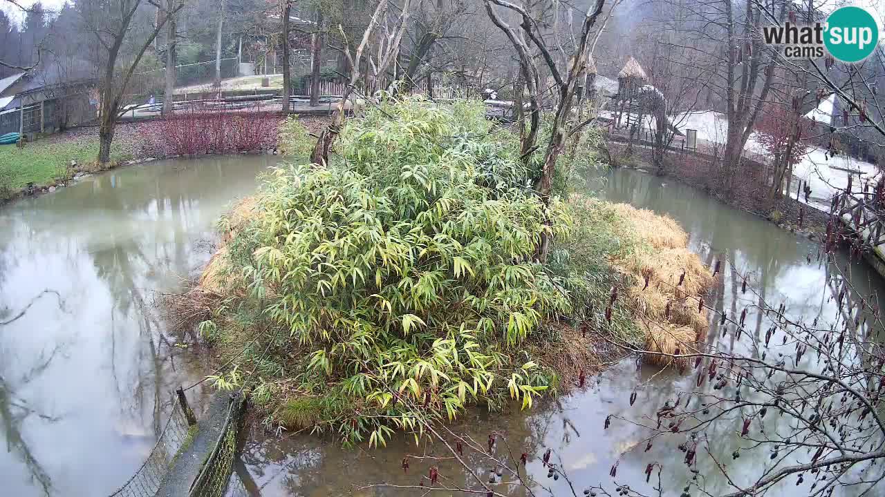 Gibón de mejillas beige Zoo Ljubljana