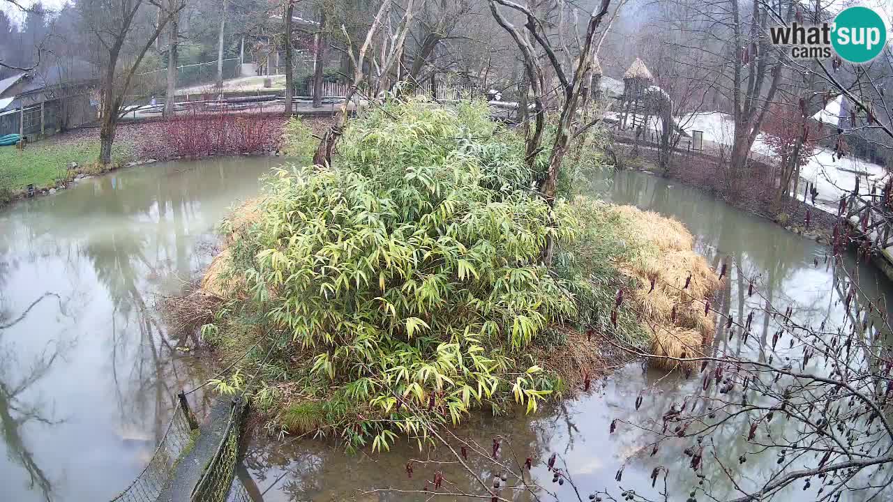 Zlatolični gibon živalski vrt Ljubljana