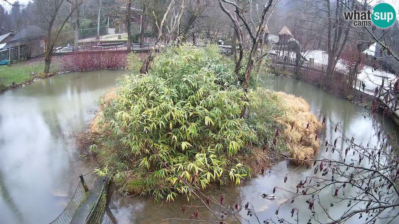 Gibon – Nomascus gabriellae – Zoo Ljubljana web kamera