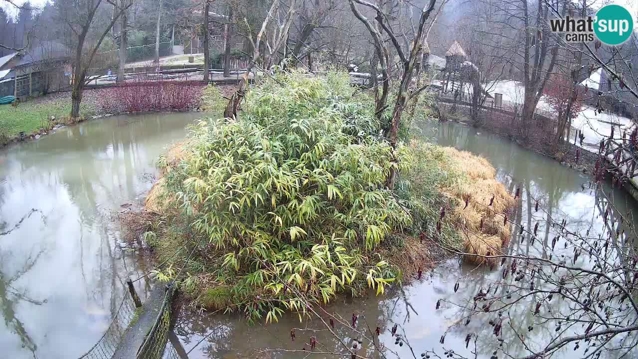 Südlicher Gelbwangen-Schopfgibbon Zoo Ljubljana webcam