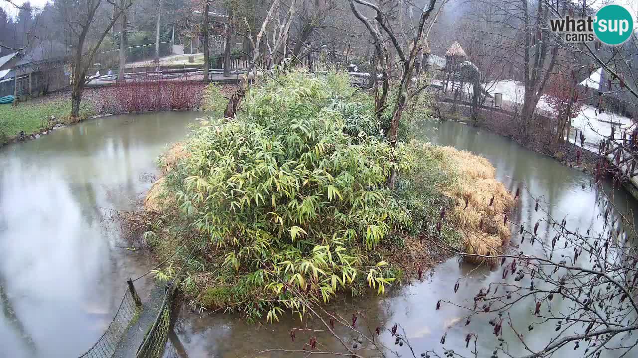 Gibón de mejillas beige Zoo Ljubljana