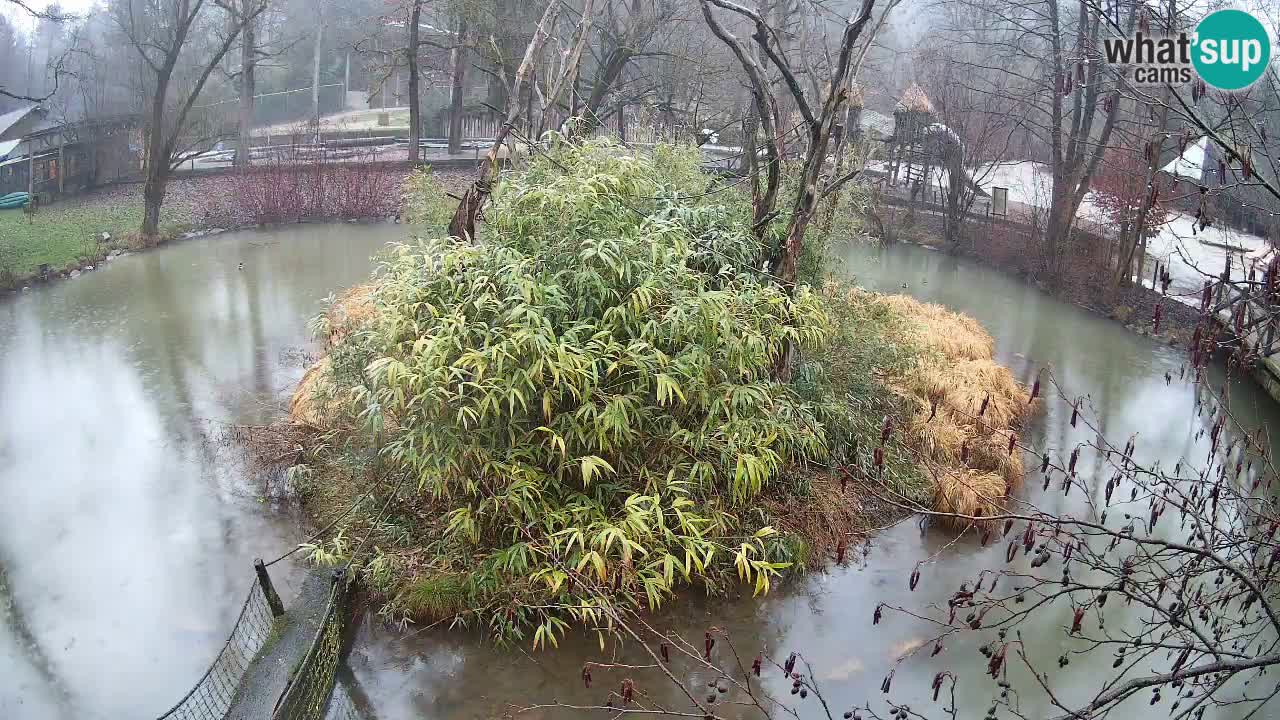 Gibbon à joues jaunes Zoo Ljubljana live cam