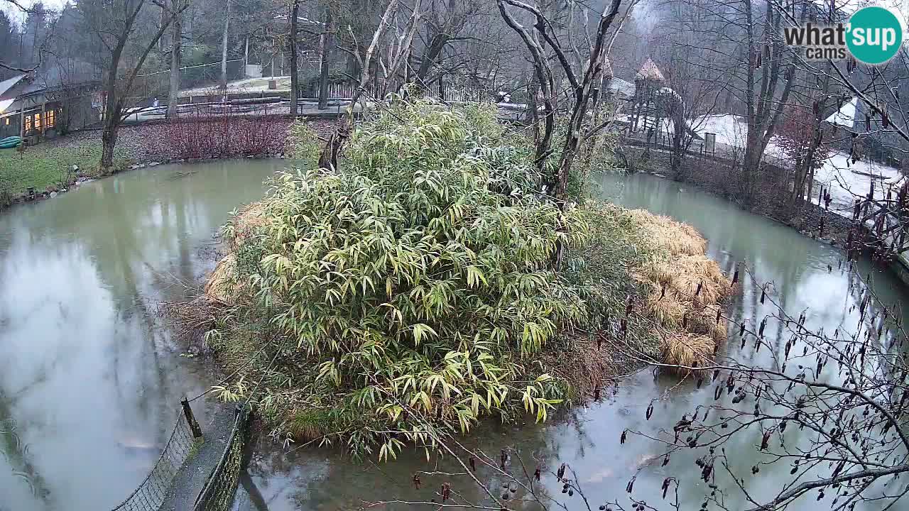 Yellow-cheeked gibbon Zoo Ljubljana livecam