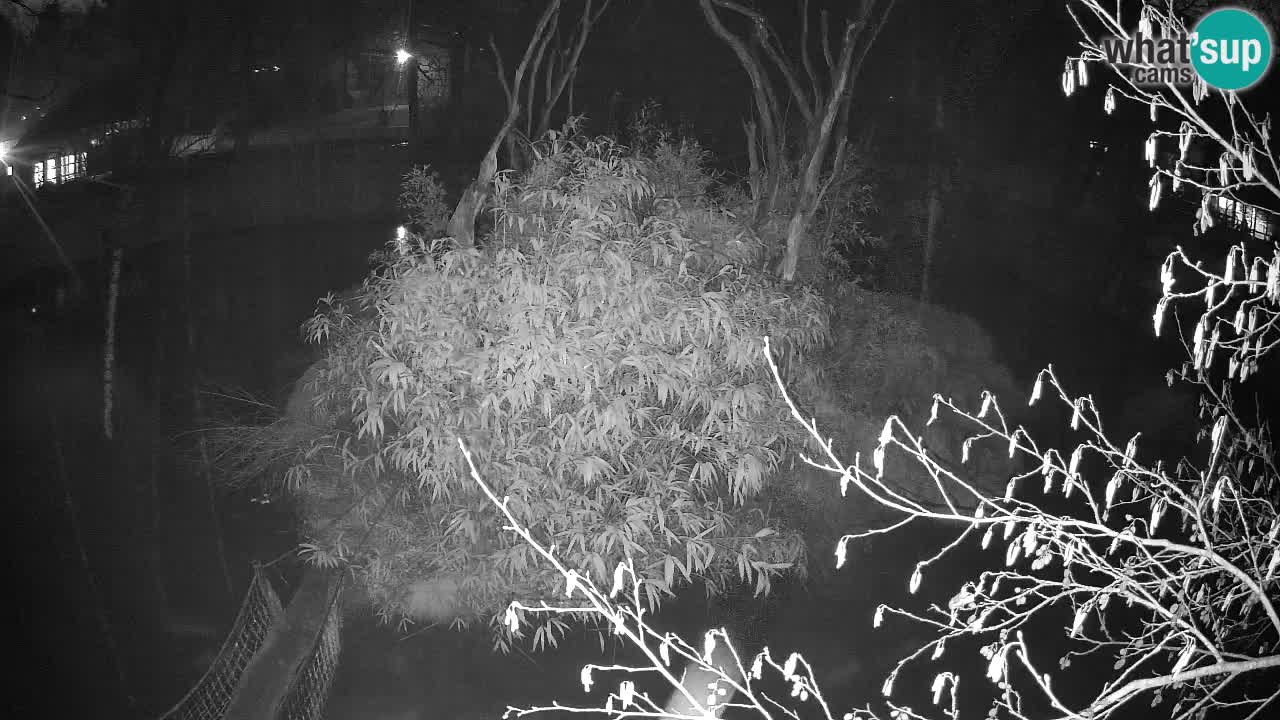 Yellow-cheeked gibbon Zoo Ljubljana livecam