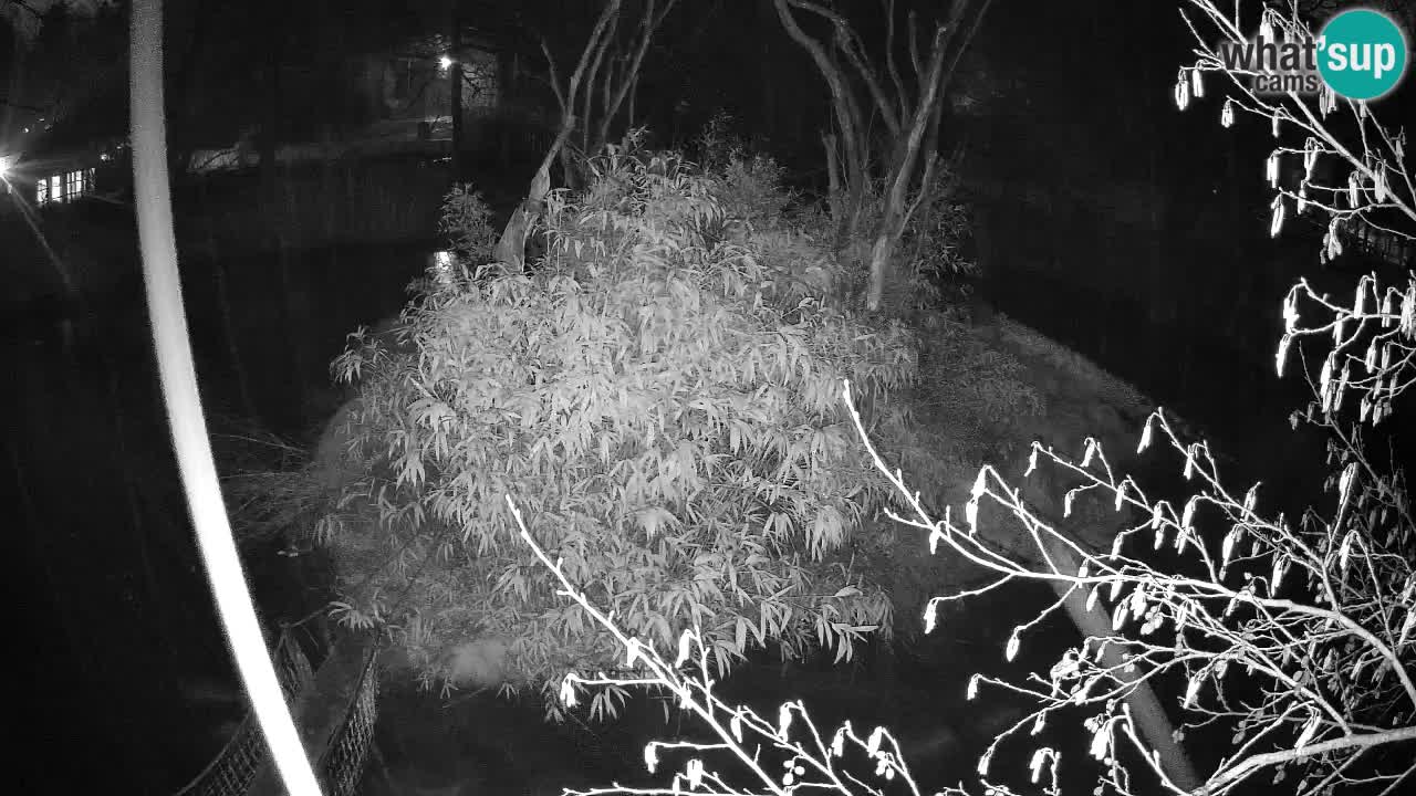 Südlicher Gelbwangen-Schopfgibbon Zoo Ljubljana webcam