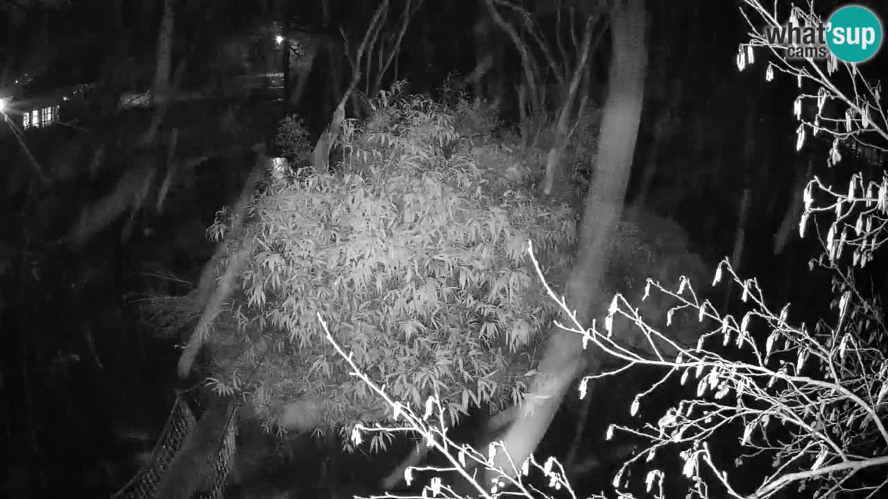 Südlicher Gelbwangen-Schopfgibbon Zoo Ljubljana webcam