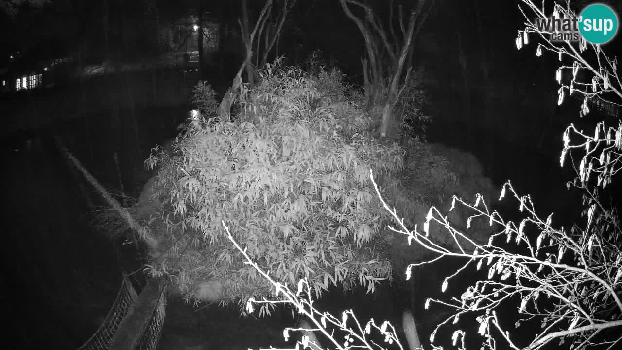 Gibón de mejillas beige Zoo Ljubljana