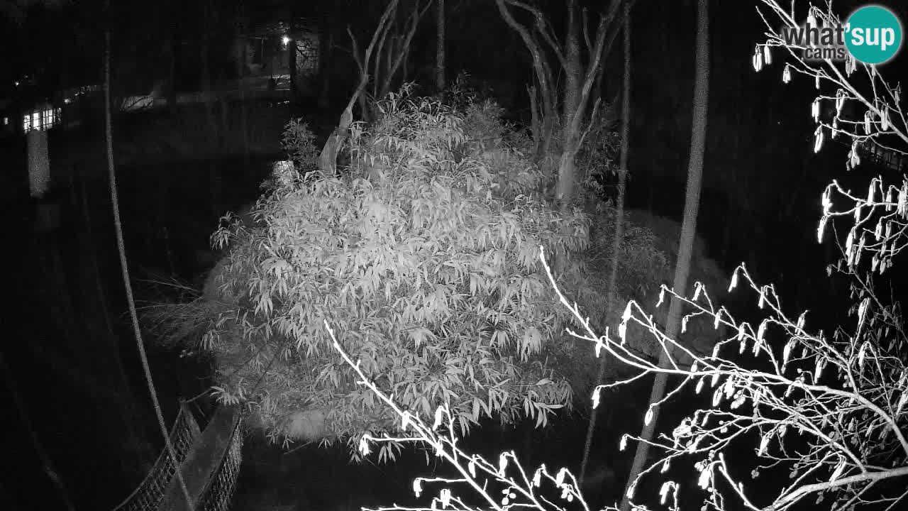 Südlicher Gelbwangen-Schopfgibbon Zoo Ljubljana webcam