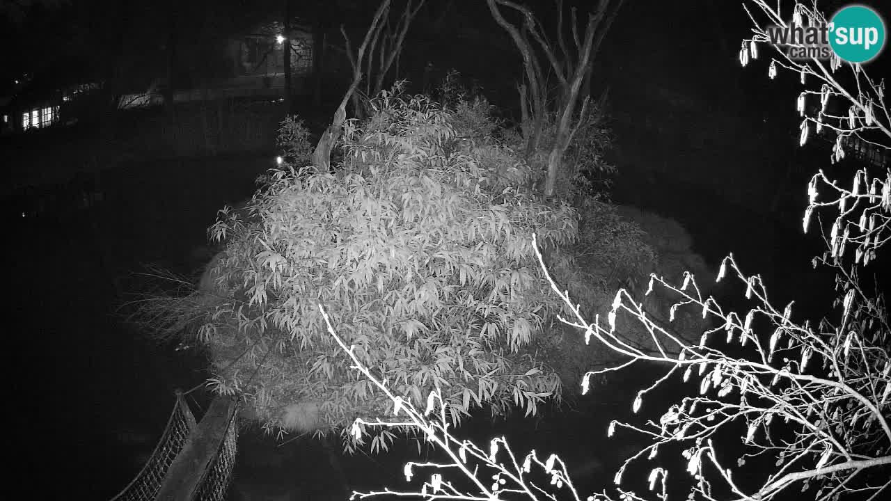 Gibon – Nomascus gabriellae – Zoo Ljubljana web kamera