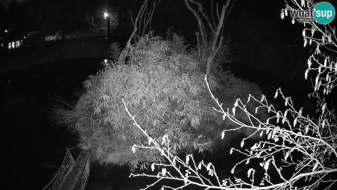 Gibon – Nomascus gabriellae – Zoo Ljubljana web kamera