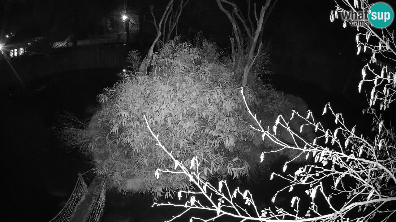 Gibon – Nomascus gabriellae – Zoo Ljubljana web kamera