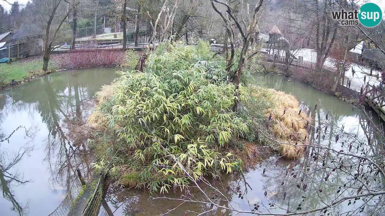 Yellow-cheeked gibbon Zoo Ljubljana livecam