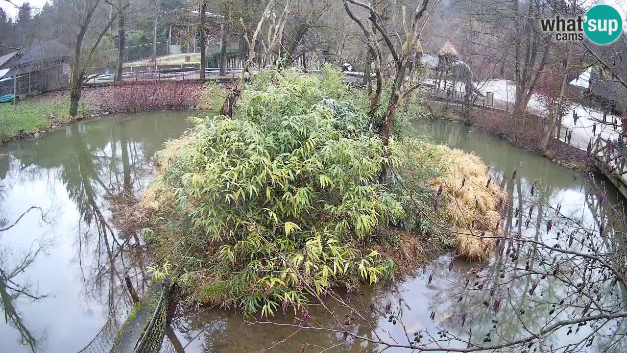 Südlicher Gelbwangen-Schopfgibbon Zoo Ljubljana webcam
