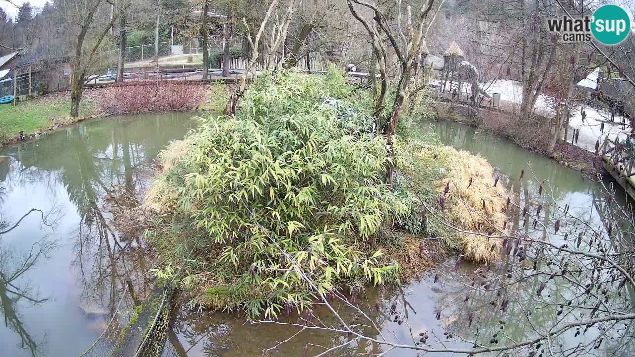 Zlatolični gibon živalski vrt Ljubljana