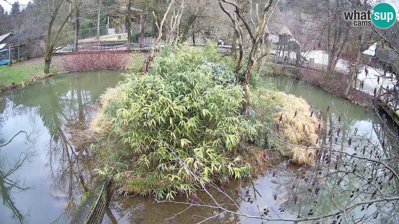 Gibbon à joues jaunes Zoo Ljubljana live cam