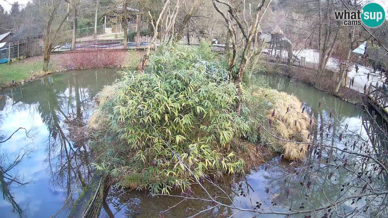 Gibón de mejillas beige Zoo Ljubljana