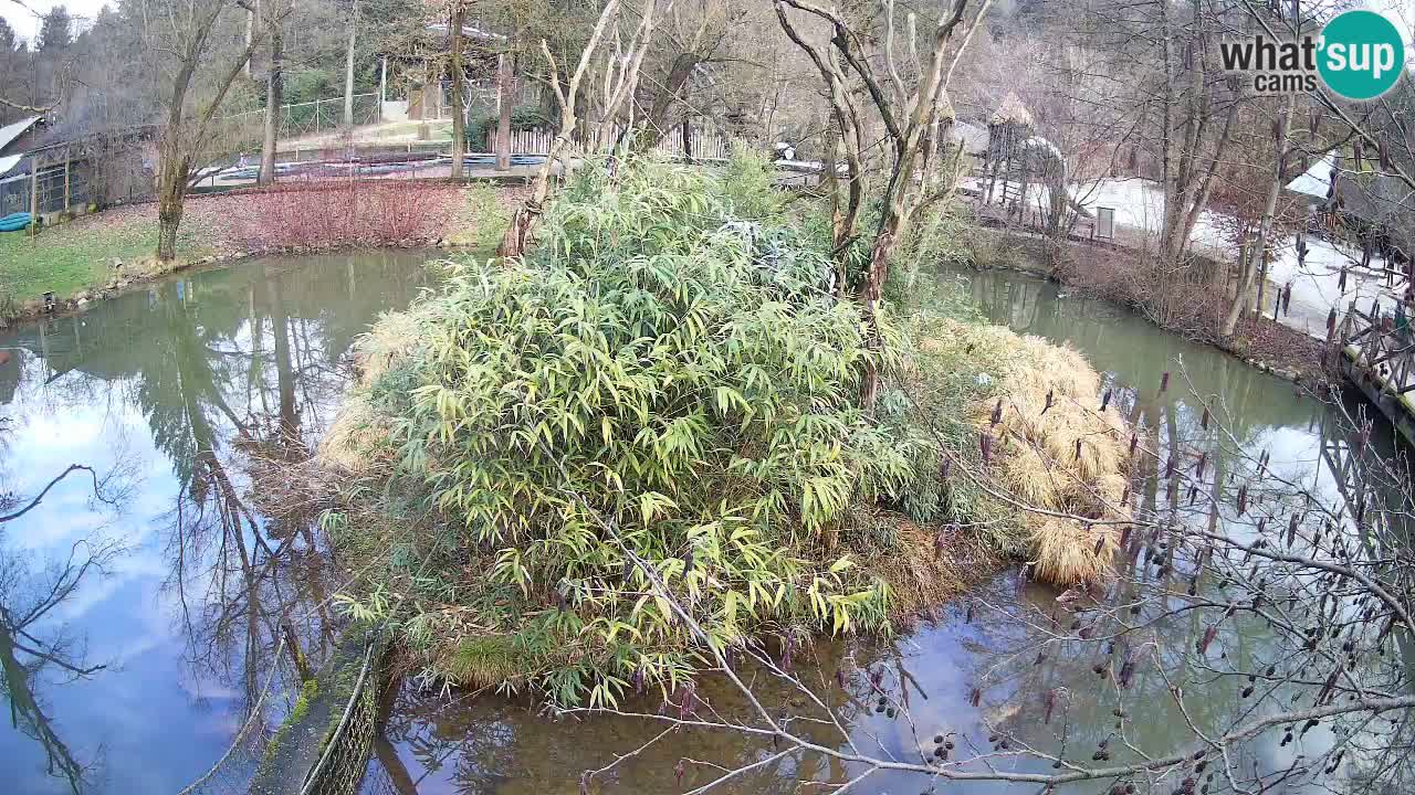 Gibbone dalle guance rosa nello ZOO di Ljubljana