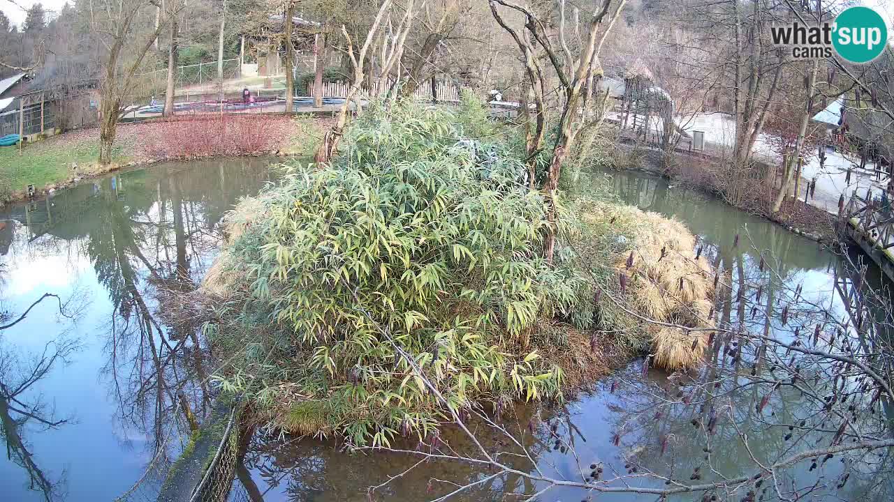 Gibon – Nomascus gabriellae – Zoo Ljubljana web kamera
