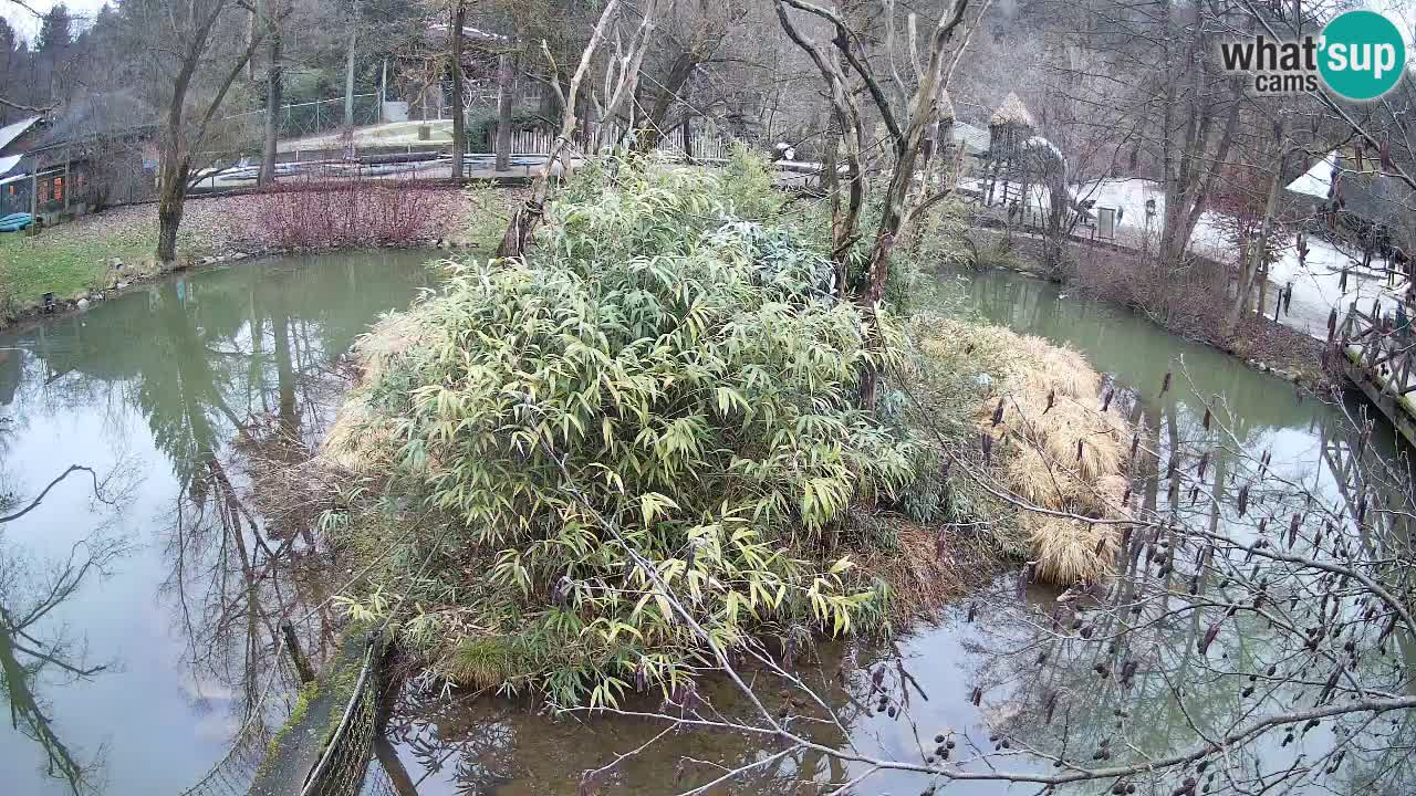 Gibbone dalle guance rosa nello ZOO di Ljubljana